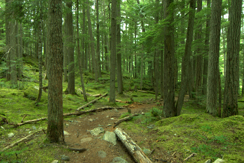 EmeraldForest-Whistler
