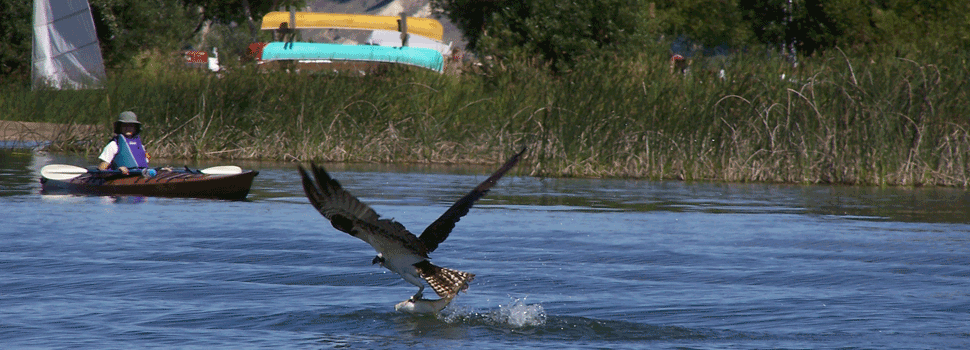 Osprey-Wildsight-KalistaPruden-web