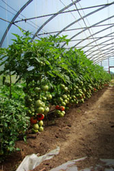Hothouse tomatoes in Hazelton, BC (Photo: BC Ministry of Agriculture)