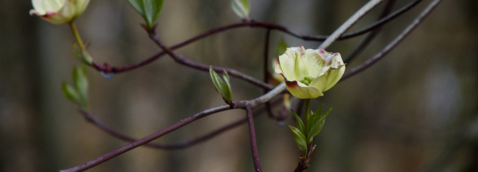 Flowering-dogwood-Flickr-Dendroica-cerulea