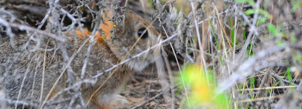 Osoyoos-Desert-Centre-hare