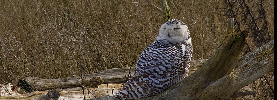 Boundary-Bay-Snowy-Owl-Bill-Anderson-web