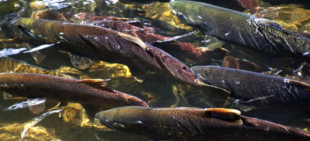 Salmon River Web