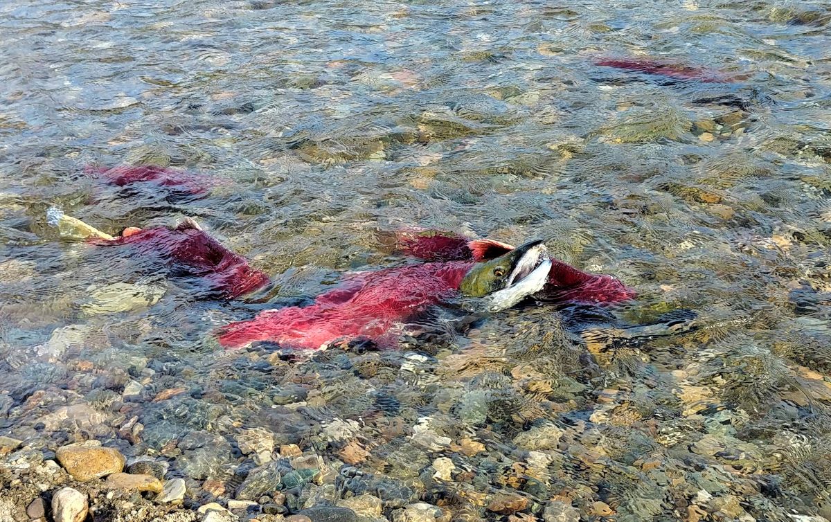 Adams River Salute to the Sockeye