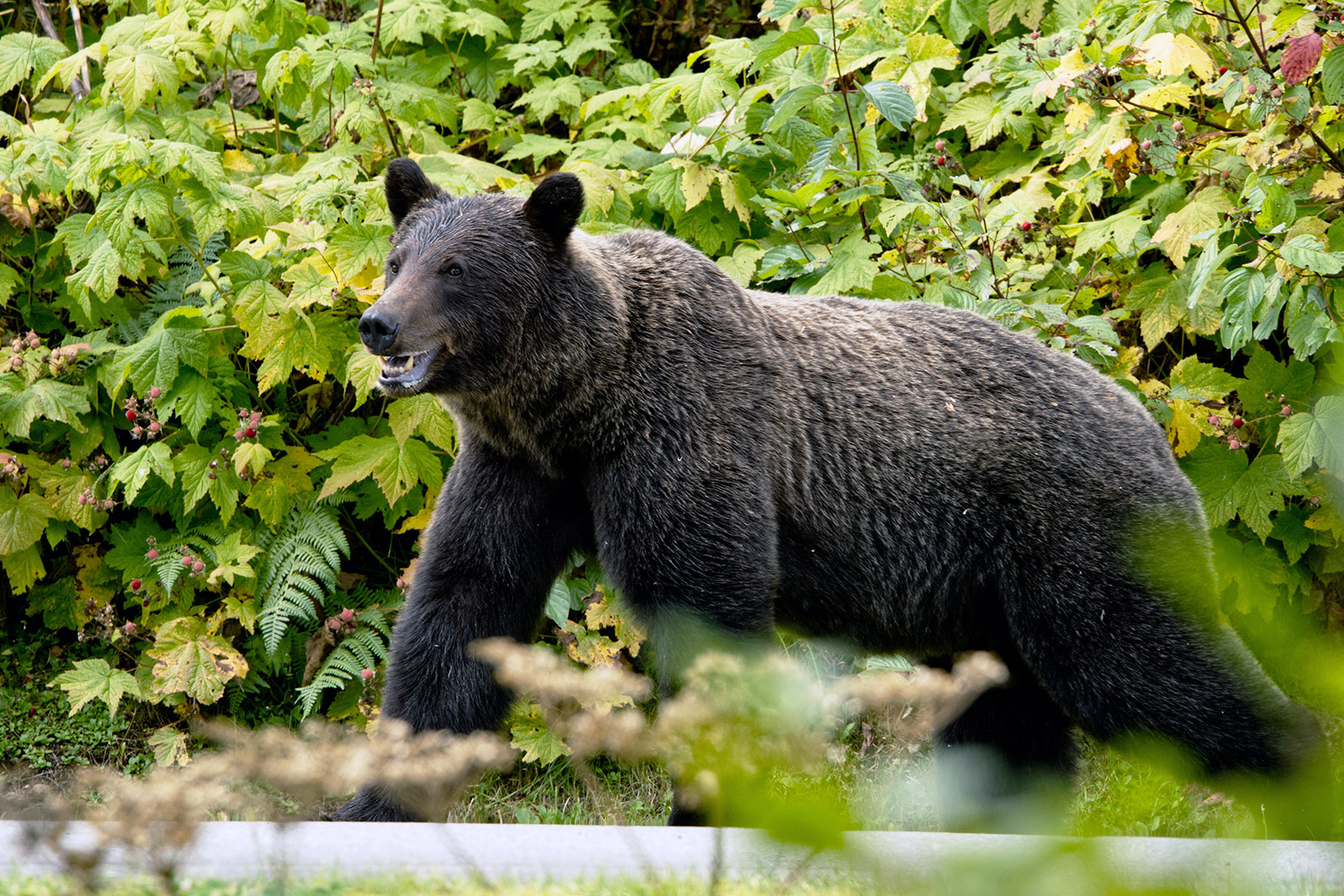 Grizzly bear