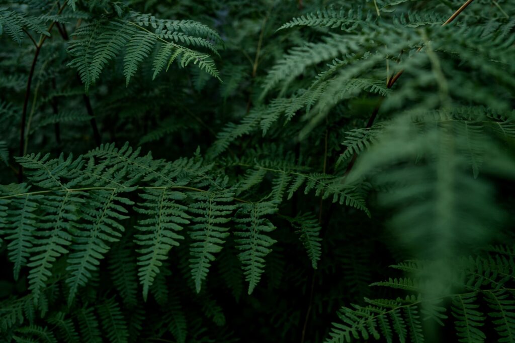 Ferns