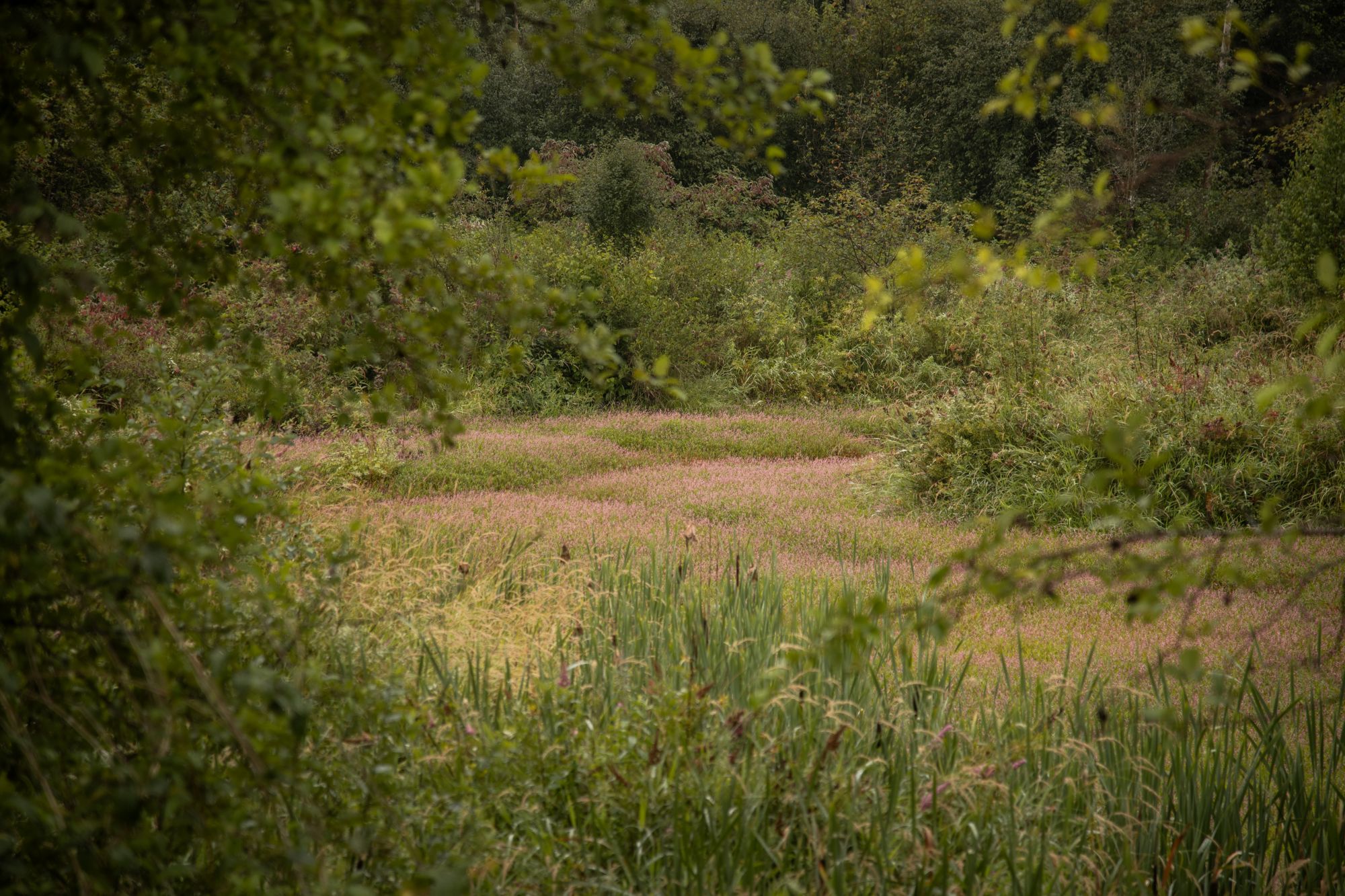 Reeve Slough