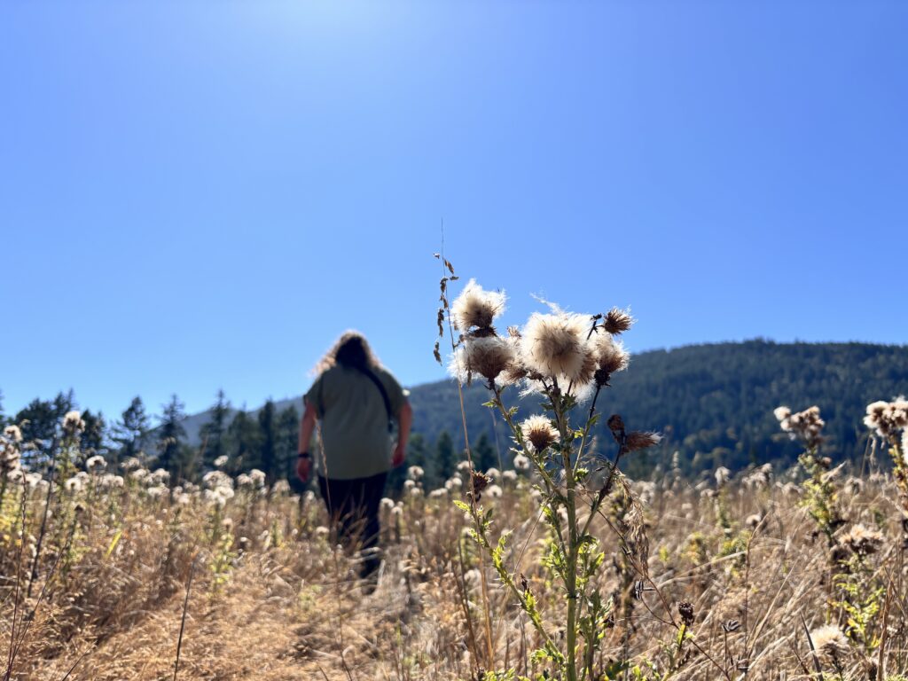 Close up of meadow plants in the summer, with Meghan Ray walking in the background.